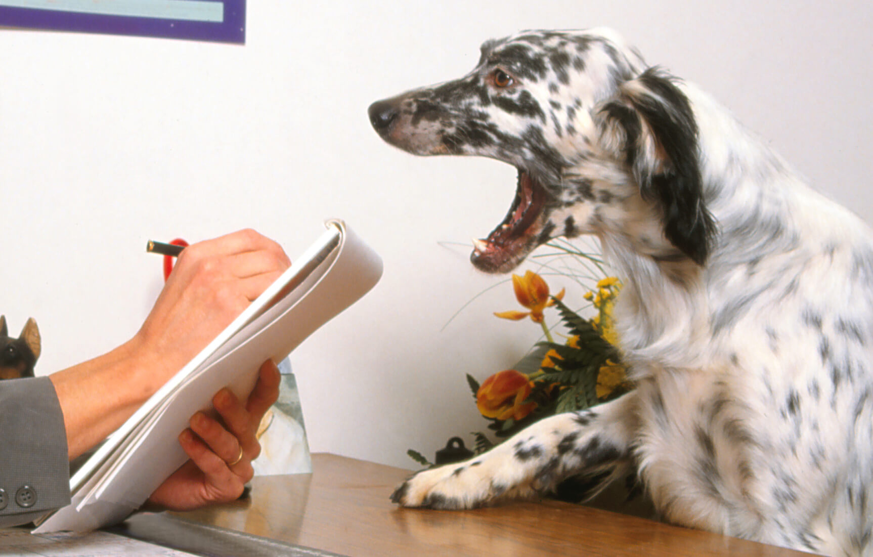 Modes de communication entre homme et animal