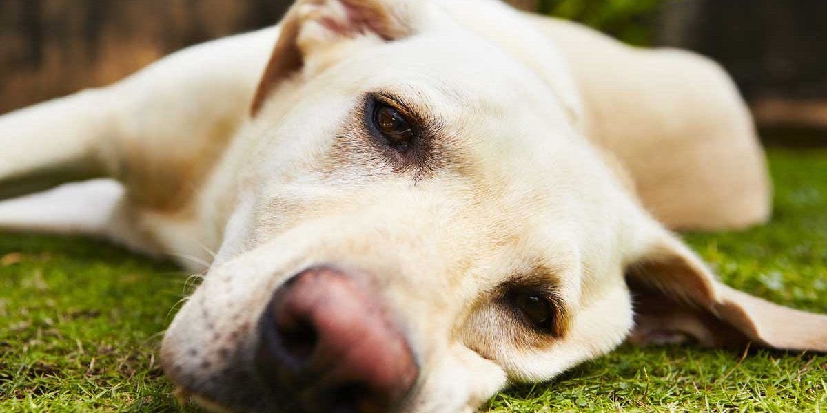 Y A T Il Des Chiens Ou Des Chats Maniaco Dépressifs Conseils